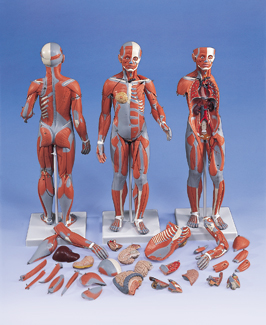 Anatomical Figure Model