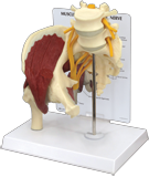 Human Muscled Hip with Sciatic Nerve #1311