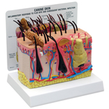 Canine Skin Model #9090
