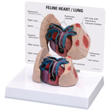 Feline Heart Model with Lung #9141