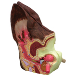 Canine Ear Model #9200