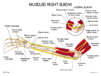 Human Elbow Model with Muscles #1850 for sale | Anatomy Now