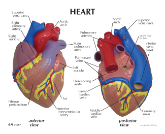 Heart Card Back