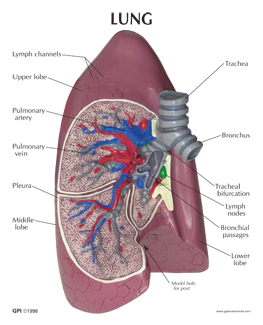 Human Anatomical Lung Model #3100 for Sale |Anatomy Now