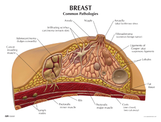 Anatomical Breast Model - Human Organization Anatomy Model - Woman